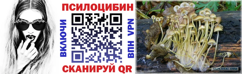 Купить где  Можайск  Псилоцибиновые грибы Psilocybe 